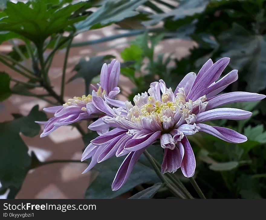 Flower, Plant, Flora, Purple