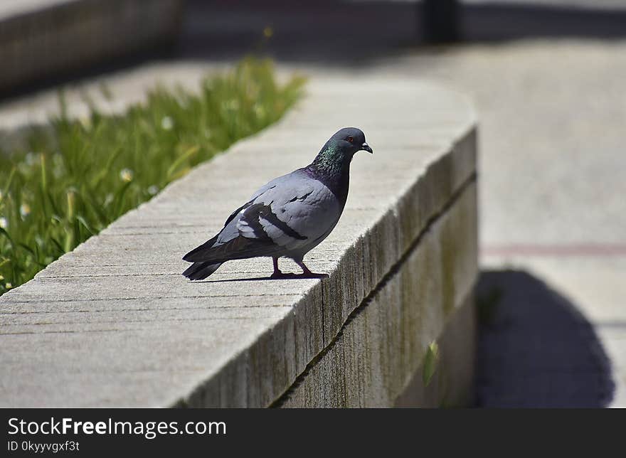 Bird, Pigeons And Doves, Fauna, Beak