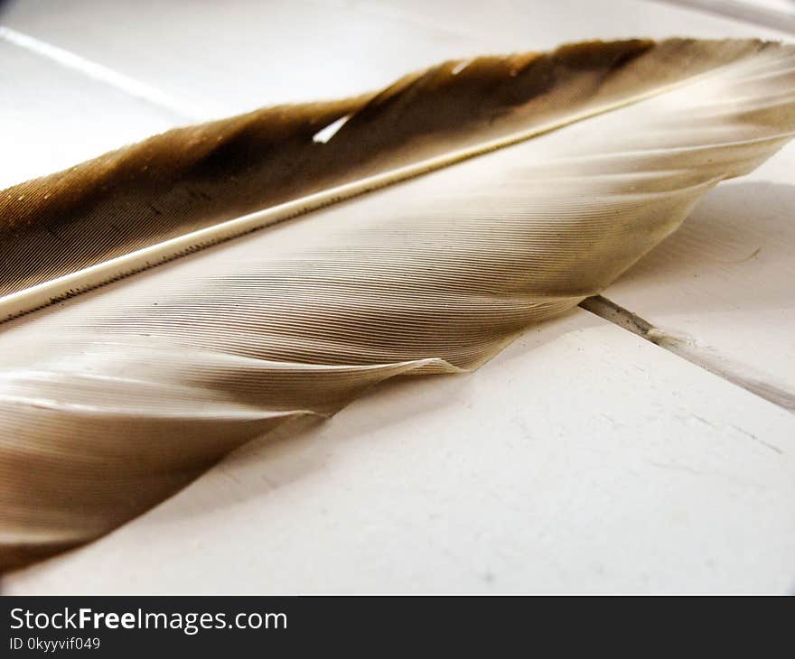 Feather, Close Up, Material