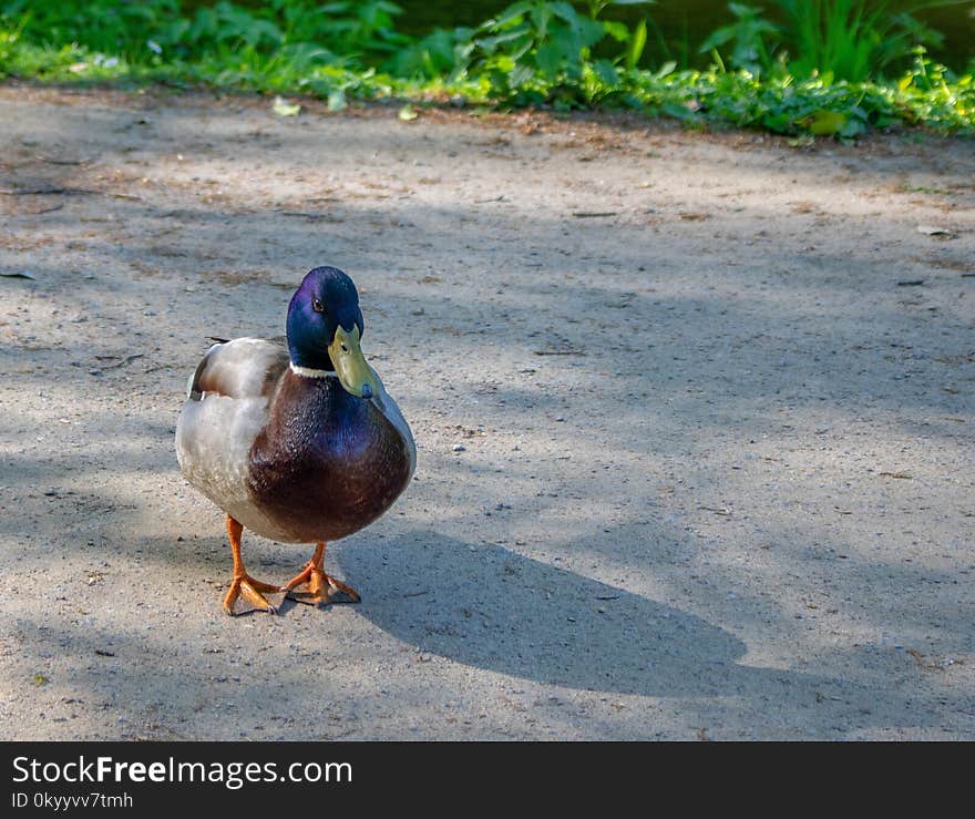 Duck, Bird, Mallard, Water Bird