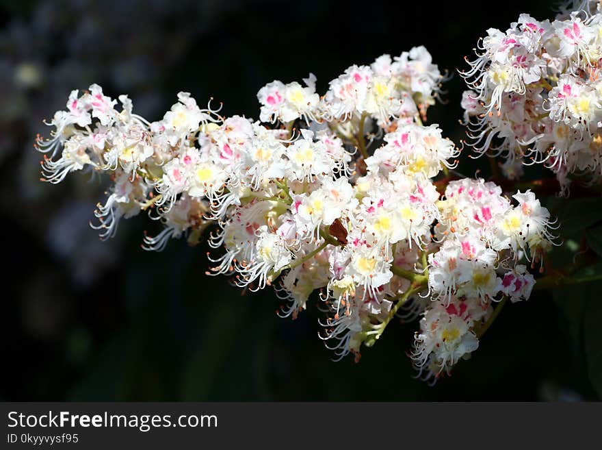 Flower, Flora, Plant, Flowering Plant