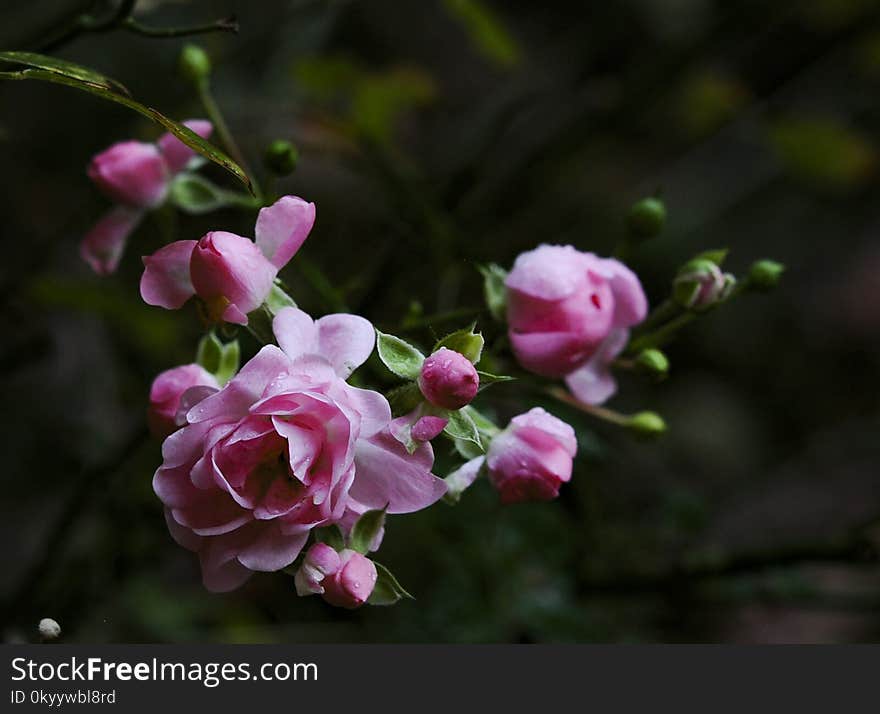 Flower, Pink, Plant, Rose Family