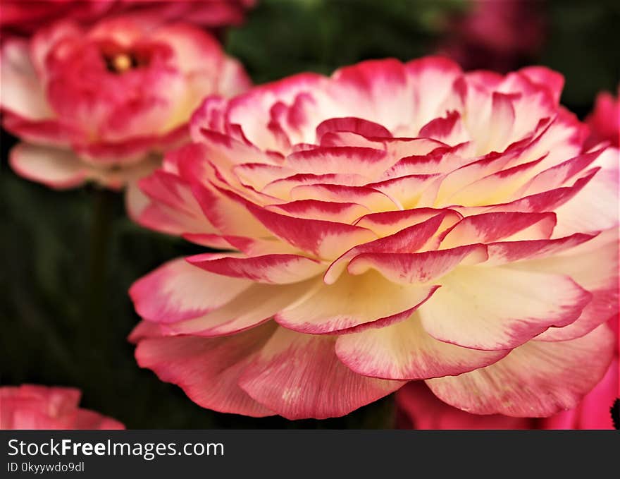 Flower, Pink, Rose, Flowering Plant