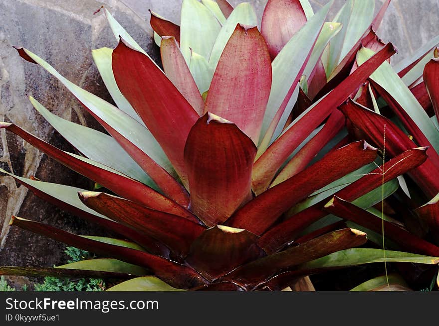 Plant, Flora, Flower, Leaf