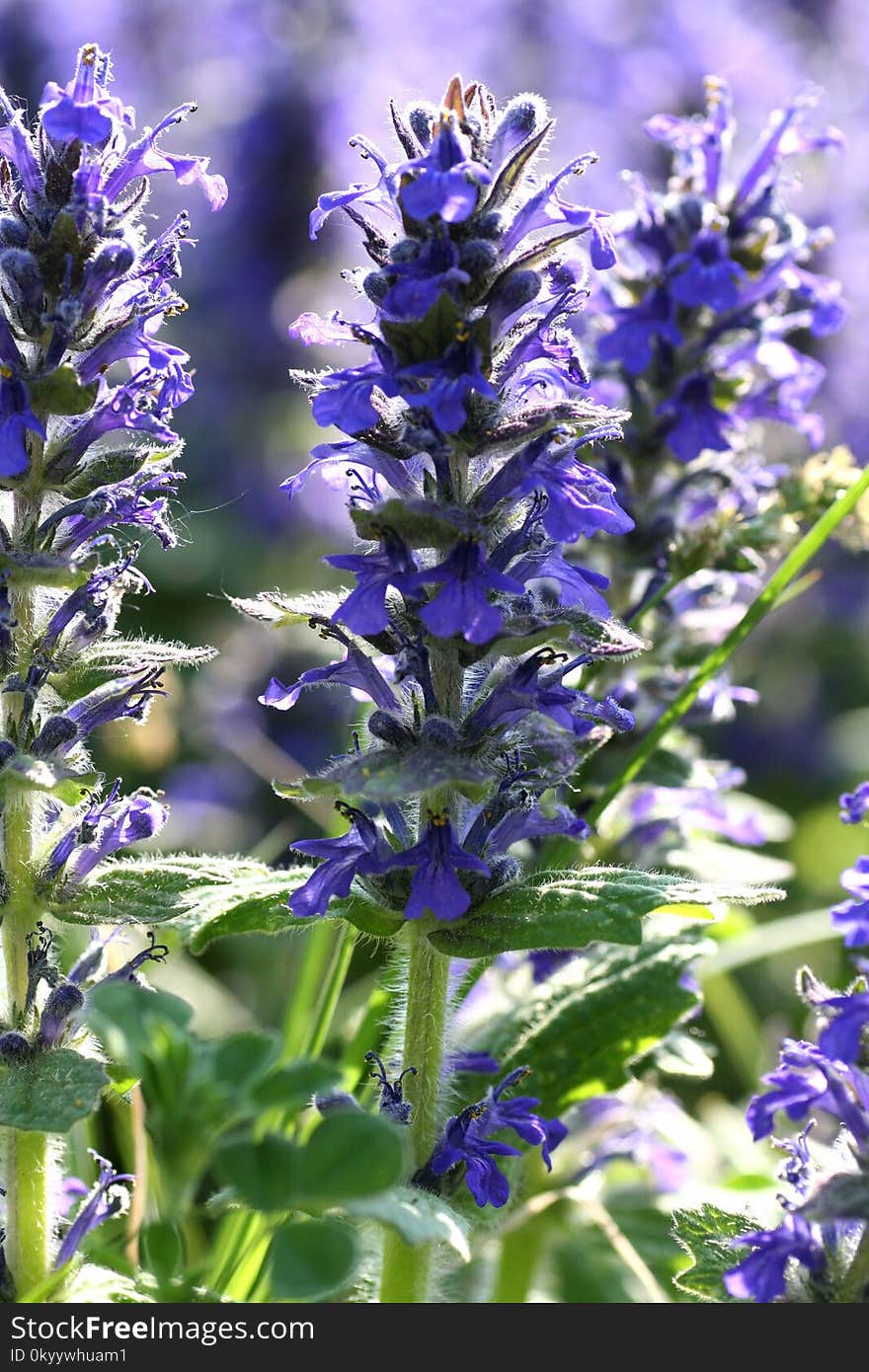 Plant, Hyssopus, Common Sage, Lavandula Dentata