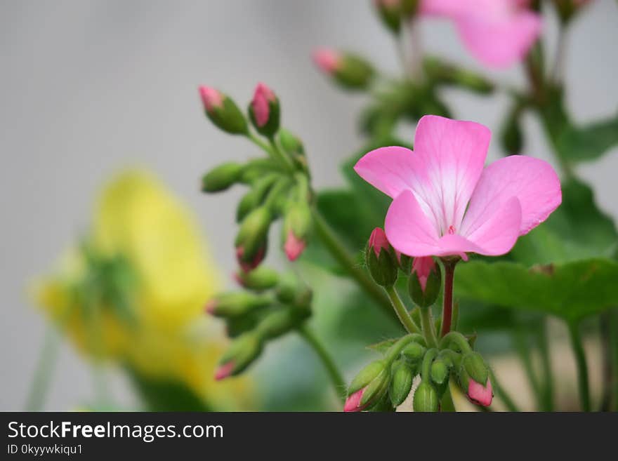 Flower, Plant, Flora, Flowering Plant