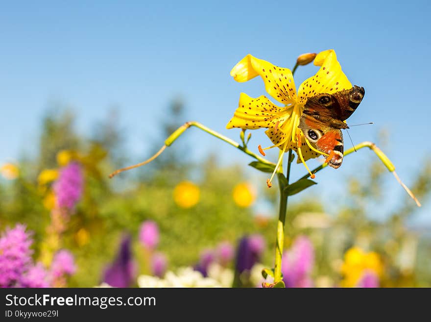 Flower, Yellow, Flora, Insect