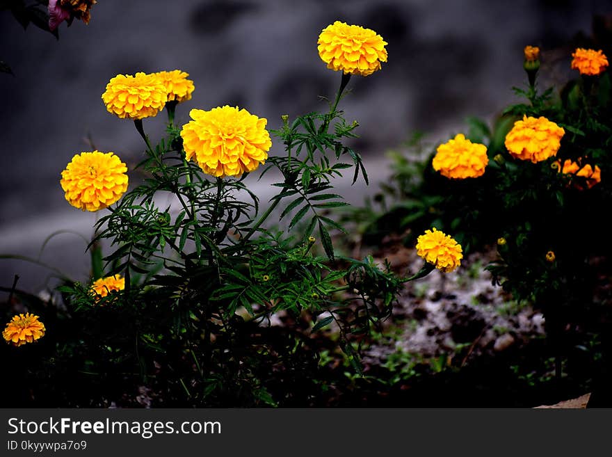 Flower, Yellow, Plant, Flora