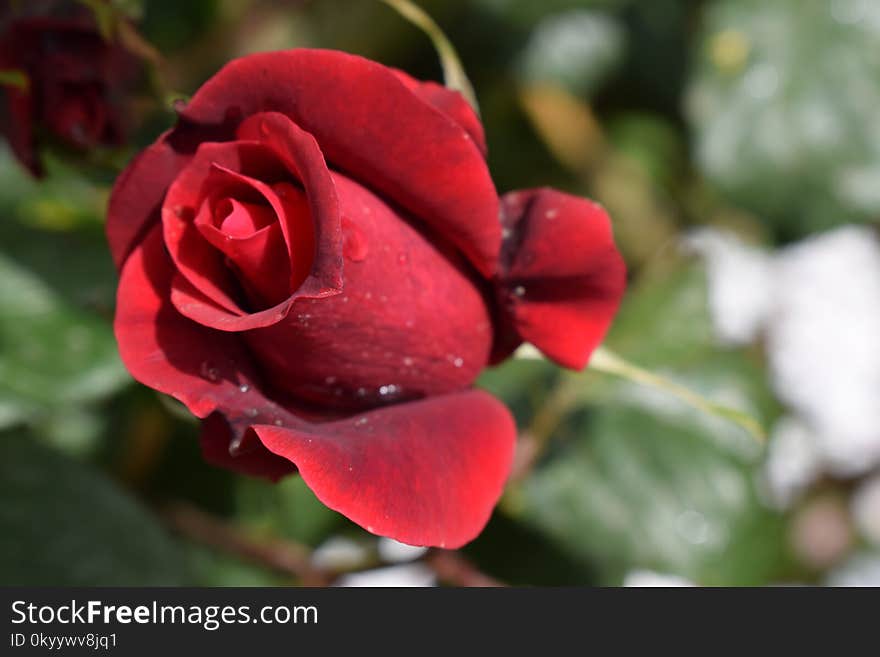 Rose, Rose Family, Garden Roses, Flower