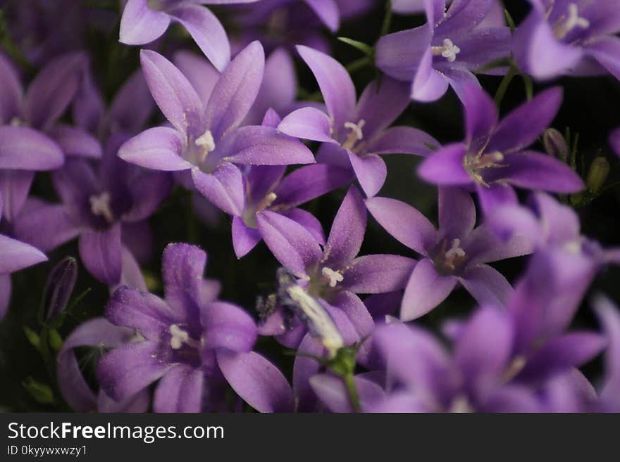 Flower, Plant, Flora, Purple