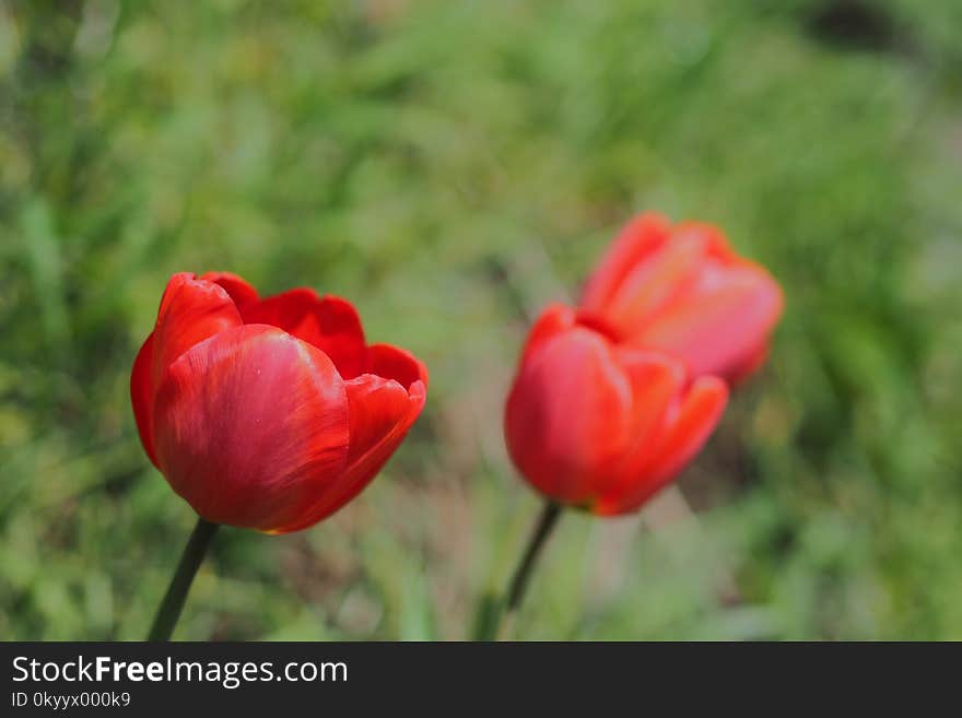 Flower, Plant, Tulip, Flowering Plant