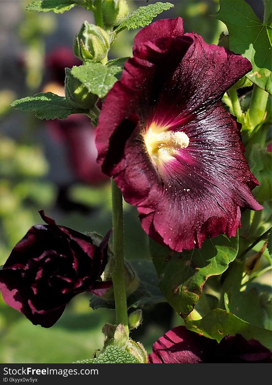 Flower, Plant, Flowering Plant, Purple