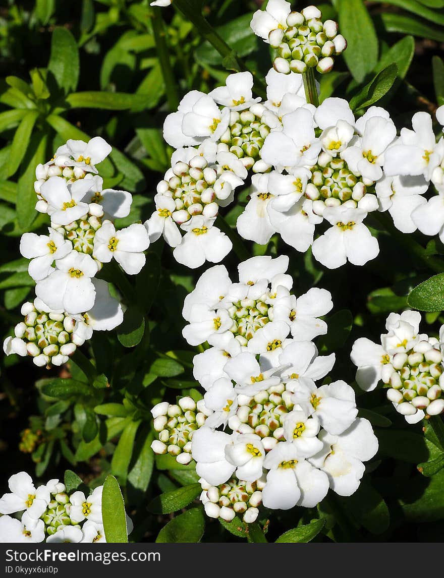 Flower, Plant, Flowering Plant, Evergreen Candytuft