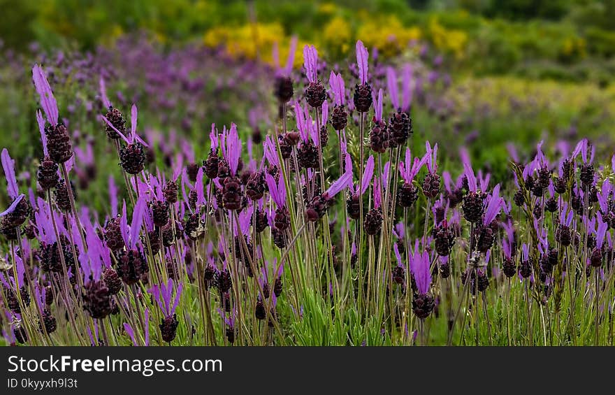 Plant, Flower, Flora, Purple