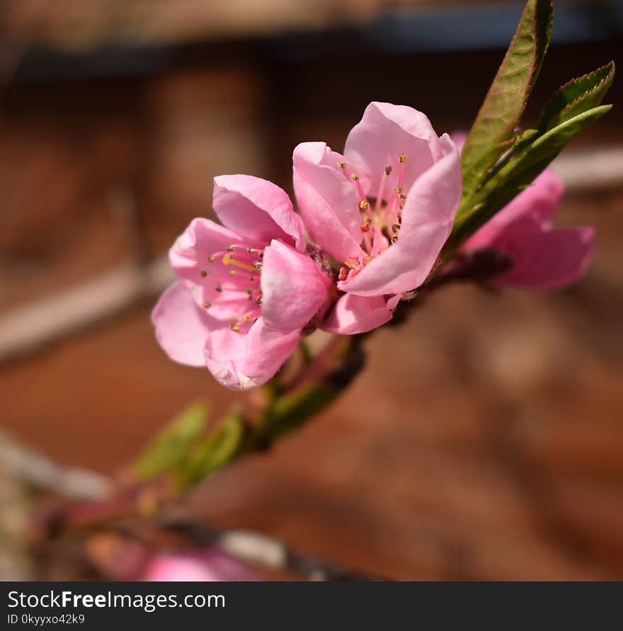 Pink, Blossom, Flower, Spring