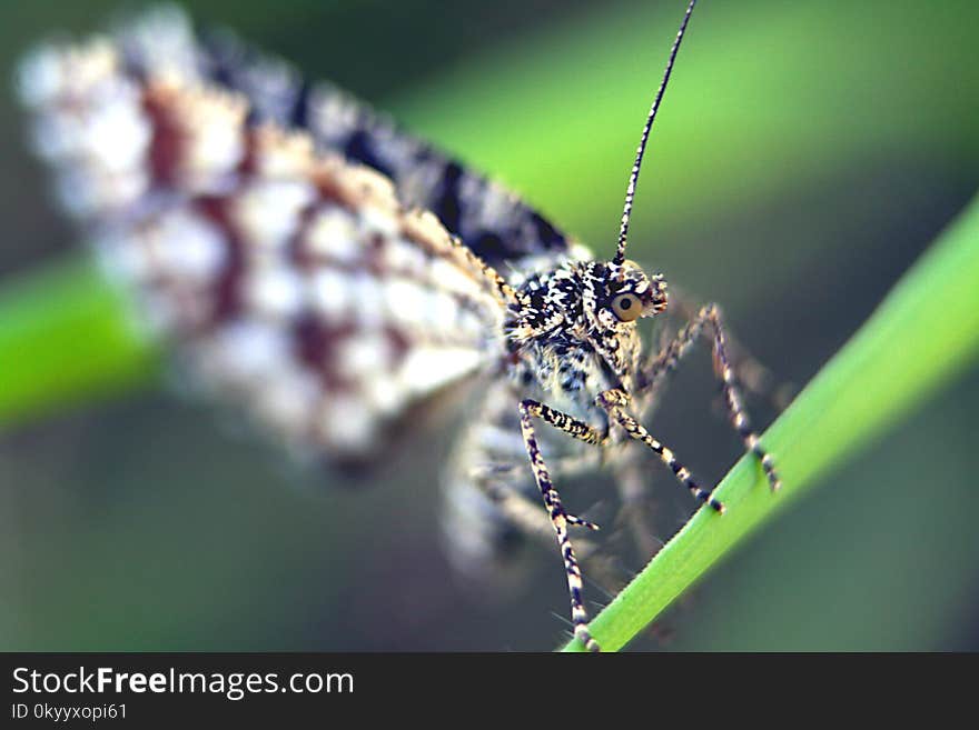 Insect, Macro Photography, Close Up, Water