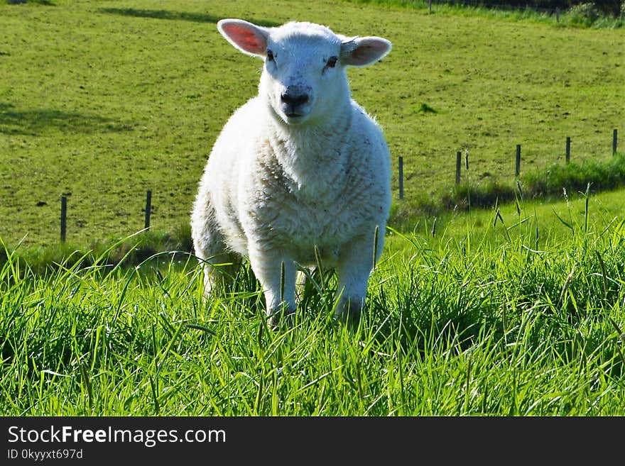 Sheep, Pasture, Grassland, Grass