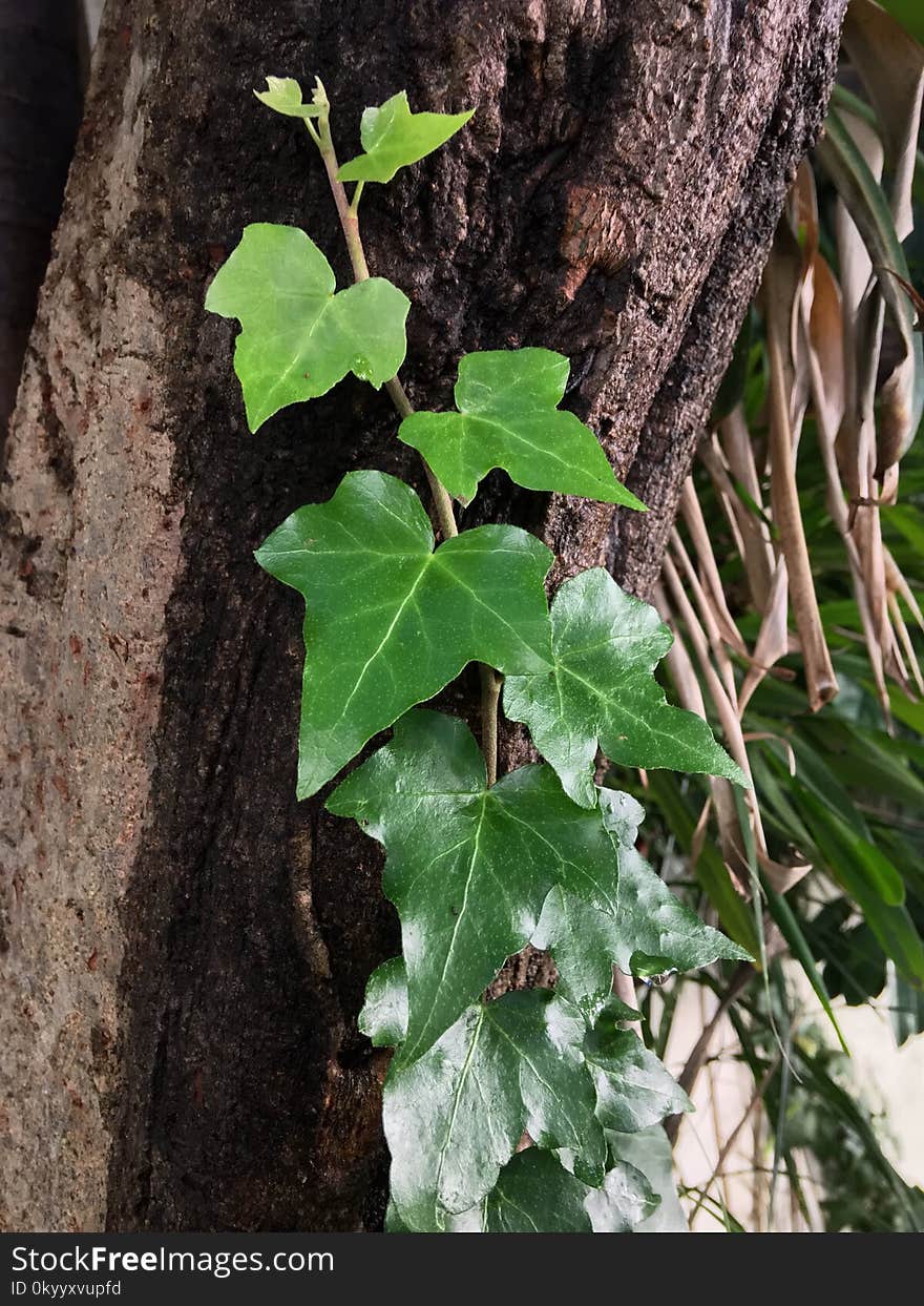 Plant, Leaf, Flora, Ivy