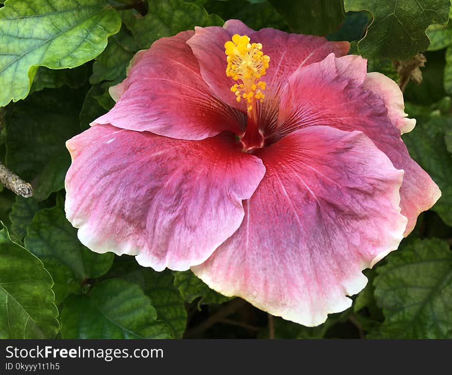 Flower, Pink, Hibiscus, Plant