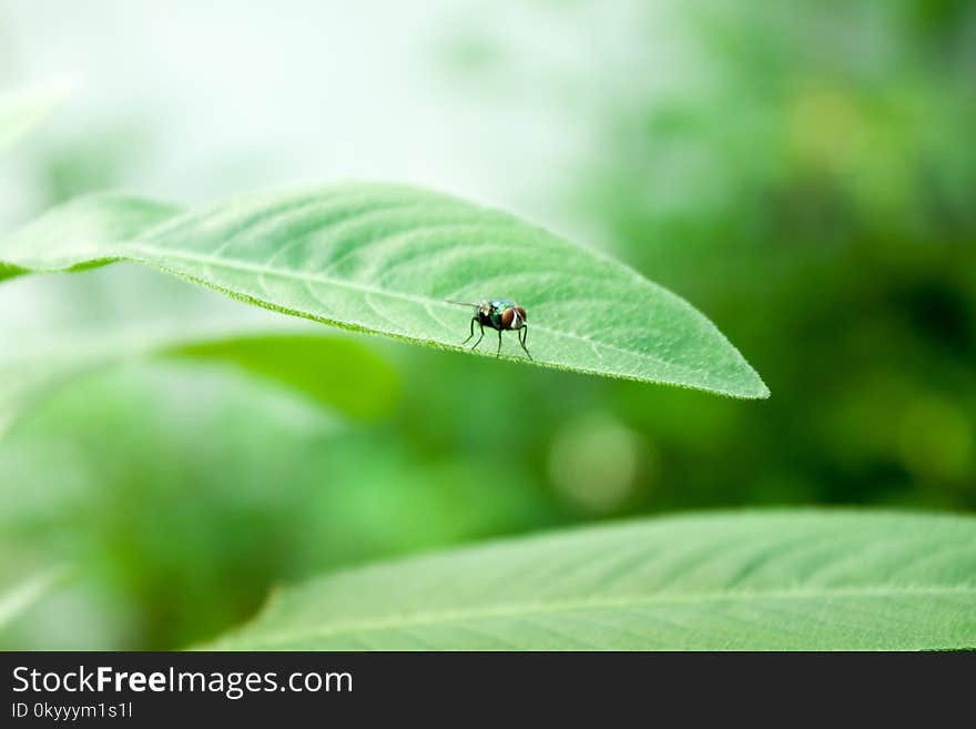 Insect, Leaf, Macro Photography, Close Up