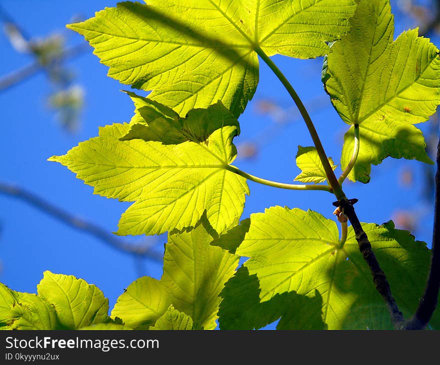 Leaf, Vegetation, Grape Leaves, Grapevine Family