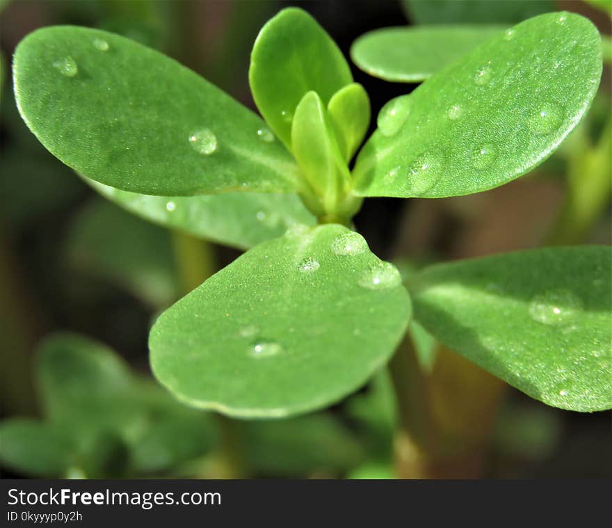 Leaf, Plant, Flora, Moisture