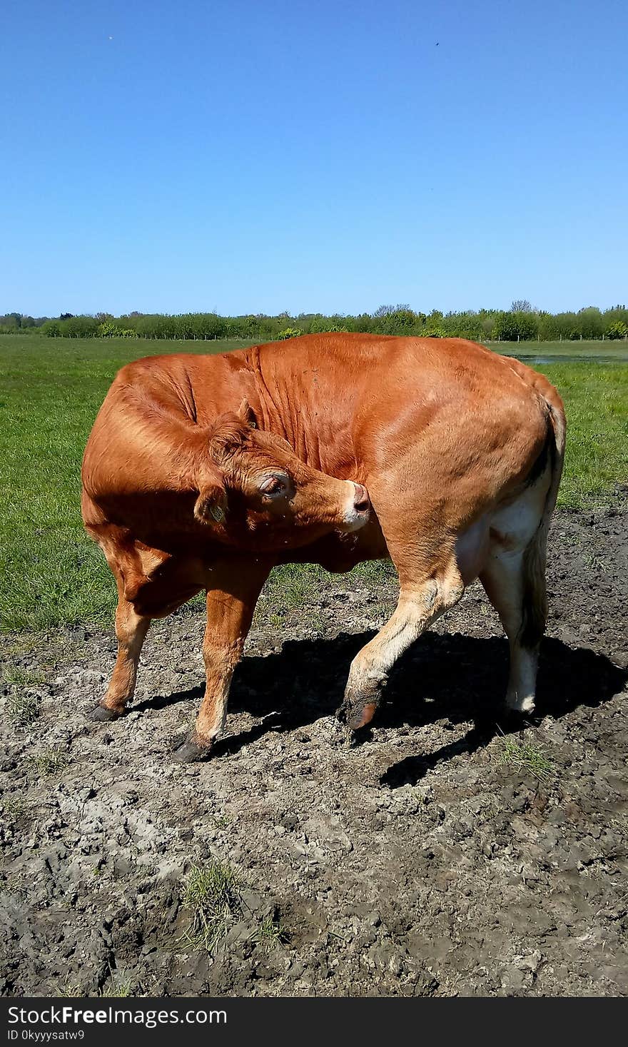 Grazing, Cattle Like Mammal, Pasture, Grass