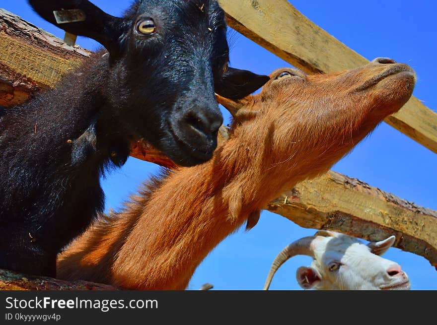 Goats, Goat, Fauna, Horn