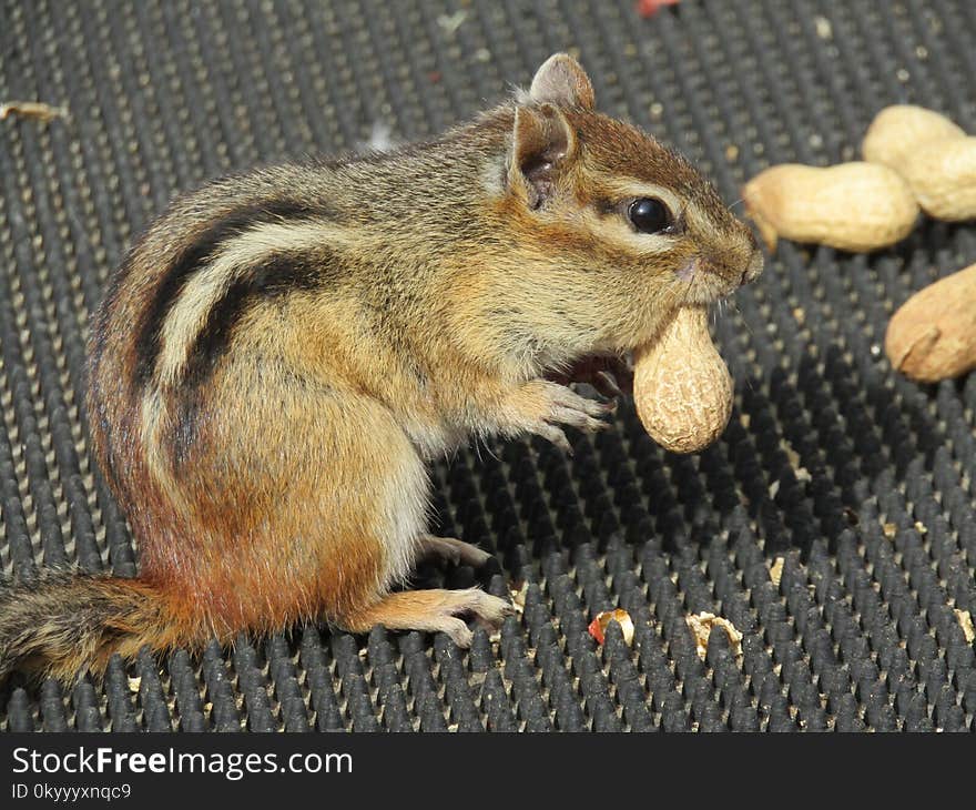 Squirrel, Chipmunk, Fauna, Mammal