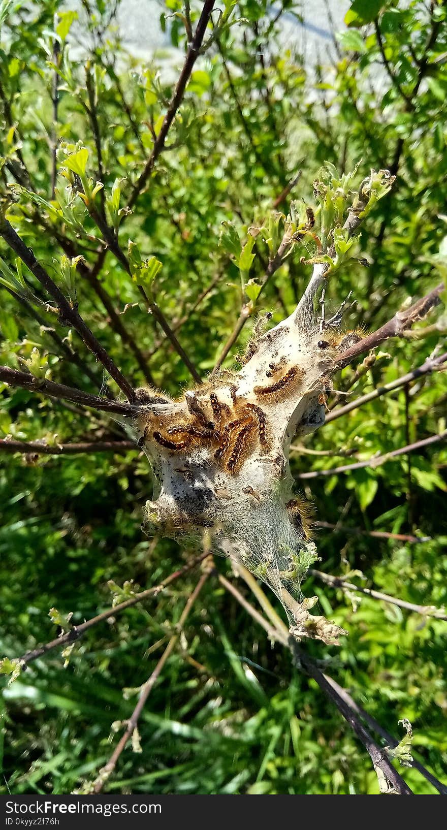 Fauna, Flora, Wildlife, Branch