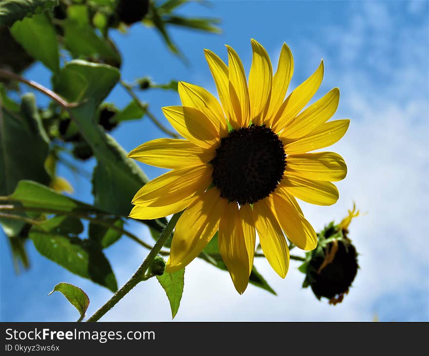 Flower, Sunflower, Yellow, Sky