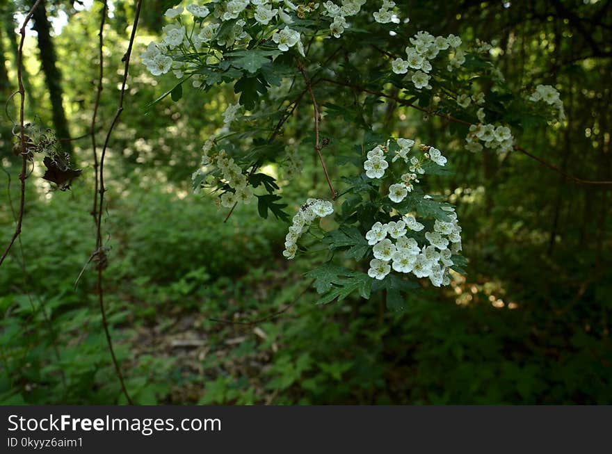 Vegetation, Flora, Plant, Flower