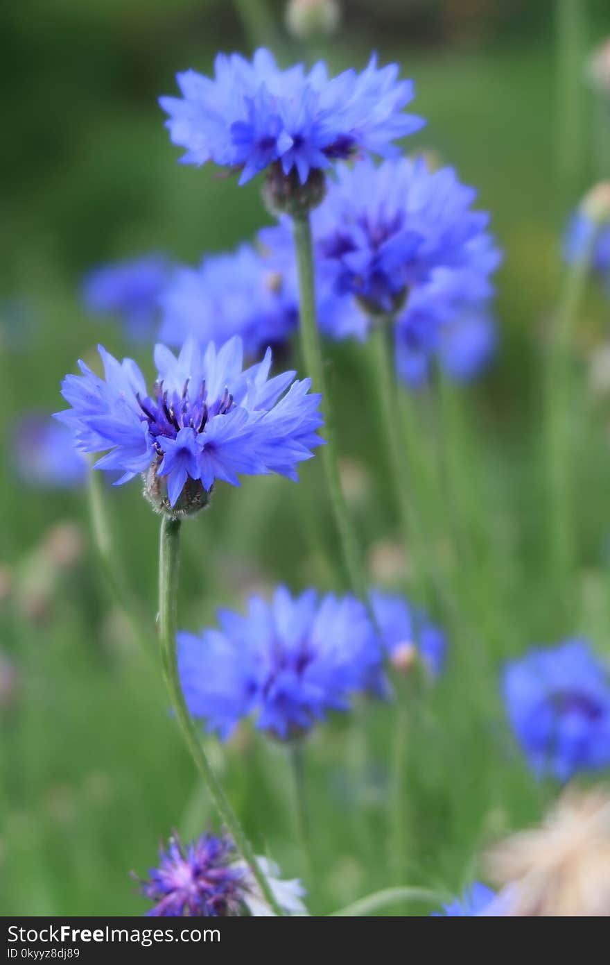 Flower, Blue, Purple, Plant