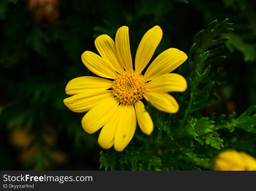 Flower, Yellow, Flora, Marguerite Daisy