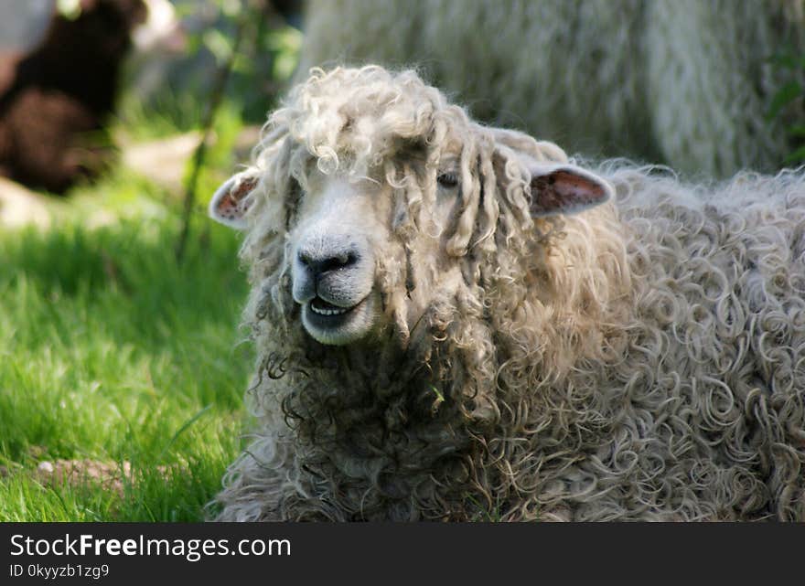 Sheep, Cow Goat Family, Livestock, Grass