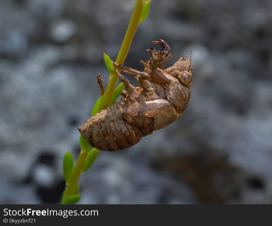 Insect, Invertebrate, Cicada, Pest