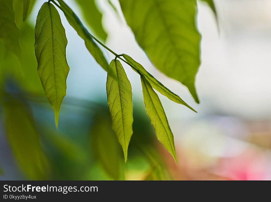 Leaf, Close Up, Branch, Plant