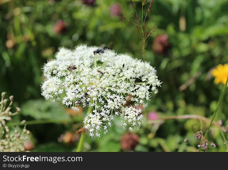 Flower, Flora, Plant, Cow Parsley