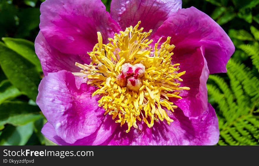 Flower, Peony, Plant, Flowering Plant