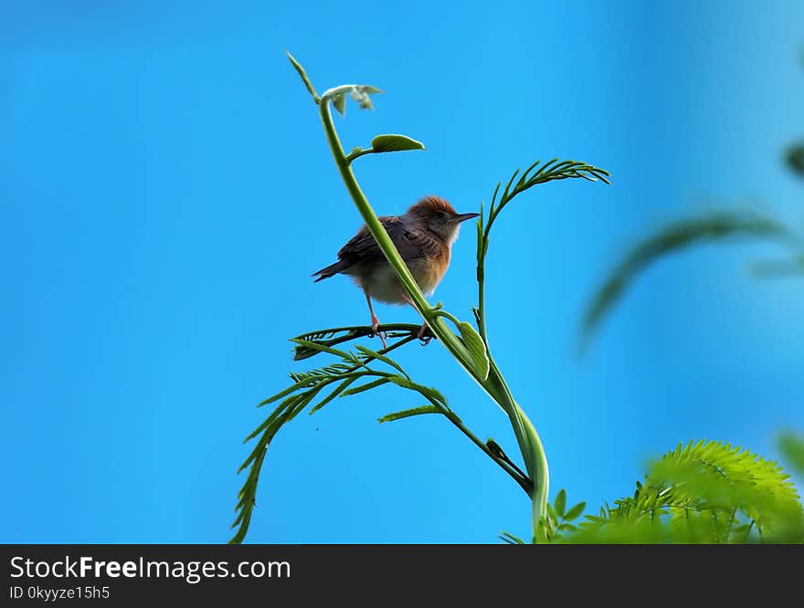 Bird, Fauna, Beak, Sky