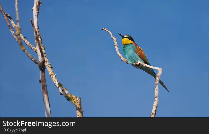 Bird, Beak, Fauna, Sky