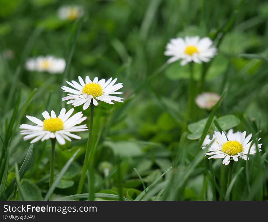 Flower, Plant, Daisy Family, Grass