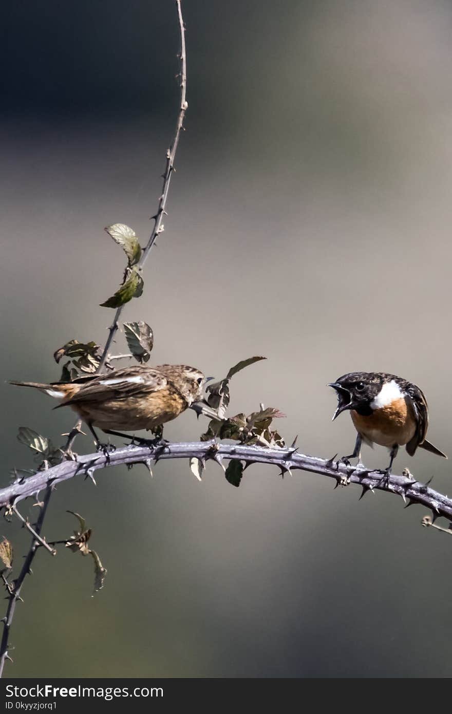 Bird, Branch, Fauna, Beak