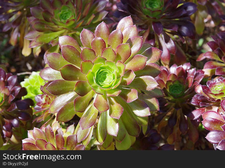 Plant, Flower, Flora, Groundcover