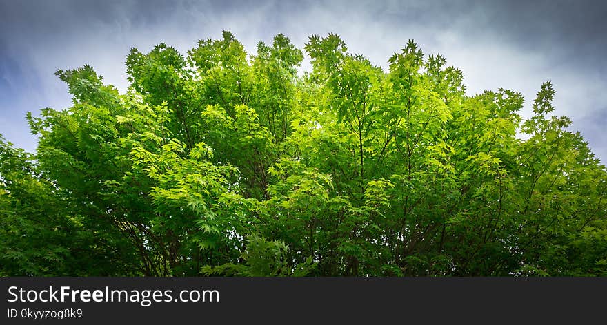 Sky, Nature, Vegetation, Ecosystem