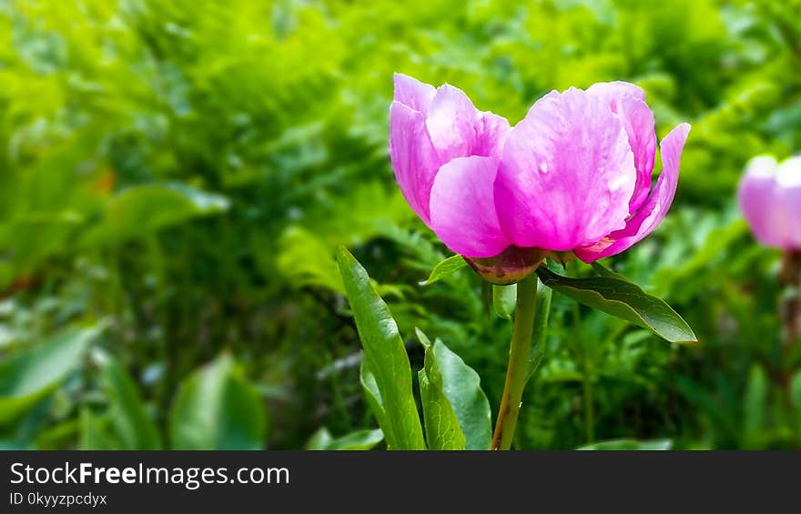 Flower, Plant, Vegetation, Wildflower