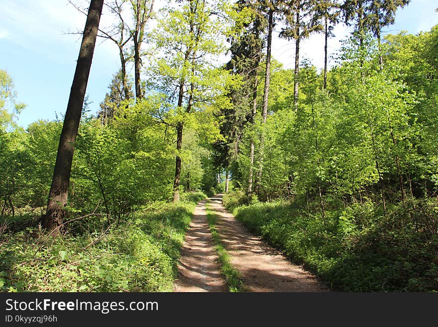 Path, Ecosystem, Vegetation, Nature Reserve