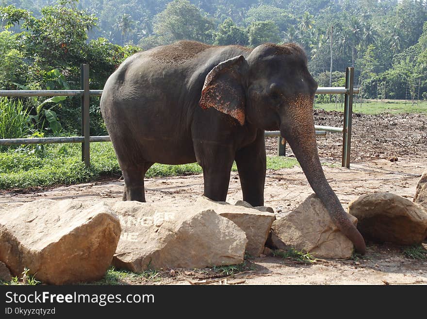 Elephant, Elephants And Mammoths, Terrestrial Animal, Indian Elephant