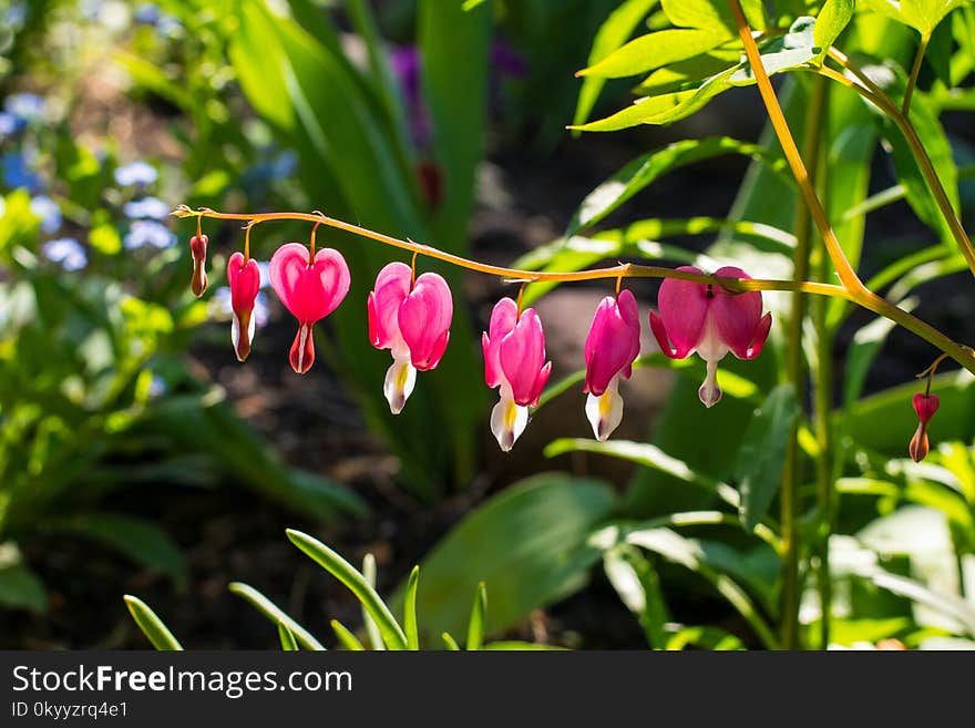 Plant, Flora, Flower, Flowering Plant