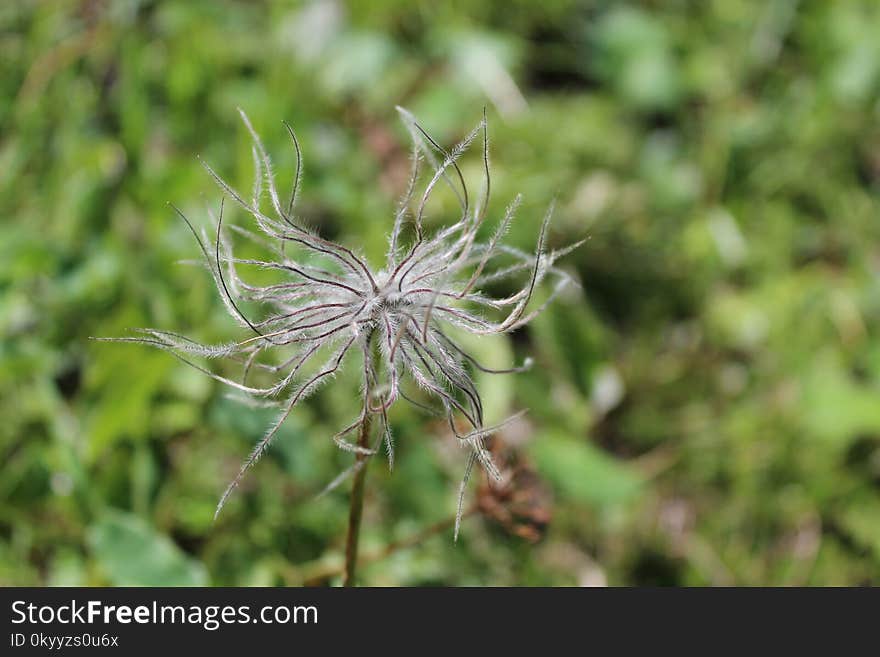 Flora, Plant, Flower, Close Up